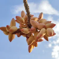 حراج پسته|خوردنی و آشامیدنی|اصفهان, مصلی|دیوار