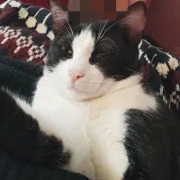 گربه گمشده بلوار لاکان