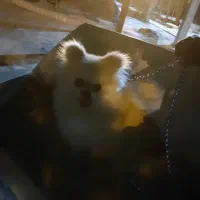 سگ پامرانین|سگ|صحنه, |دیوار