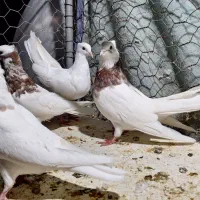 سه عدد طوقی