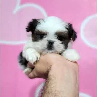 توله سگ شیتزو سوپر فلت (سایز مینی فنجونی عروسکی)