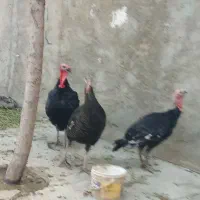 ۳ عدد بوقلمون نر و ماده