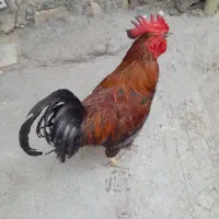 خروس محلی