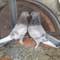 کبوتر جفتی|پرنده|شیراز, کوشک میدان|دیوار