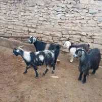 سه تا بز آبستن ،یکی بز یک ساله|حیوانات مزرعه|همدان, |دیوار