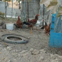 لاری|حیوانات مزرعه|مشگین شهر, |دیوار