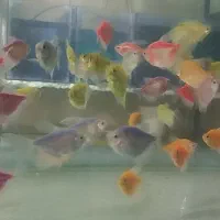 فروش انواع ماهی زینتی