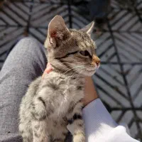 واگزاری گربه|گربه|باسمنج, |دیوار