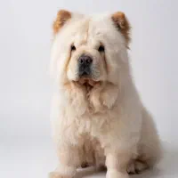 چاو چاو سایز مینی