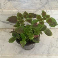 گل غرفه ای و گهواره موسی ۱۰۰