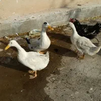 اردک تخم گذار