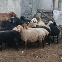 گوسفند آبستن شانزده راس