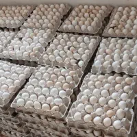 تخم مرغ محلی و تازه