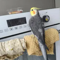 عروس هلندی سخن گو