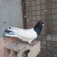 کبوتر گرفتنی