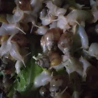 حلزون آچاتینا