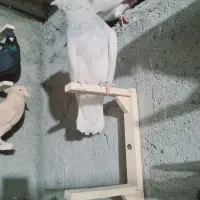 زاغ دم سفید و دورنگ عروسک