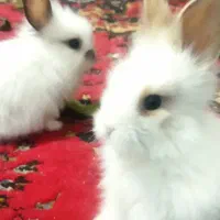 خرگوش لوپ|موش و خرگوش|سبزوار, چهارراه فرودگاه|دیوار