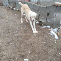 سگ گله|سگ|رضویه, |دیوار