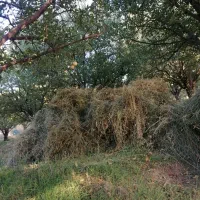 یونجه