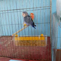 طوطی برزیلی|پرنده|ماهان, |دیوار