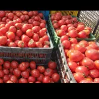 گوجه گرد رقم فرگوسن هیبرید. چین اول
