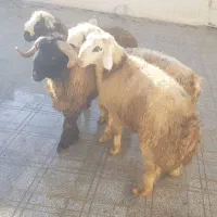 بره پرواری و بره شیری|حیوانات مزرعه|شهرکرد, |دیوار