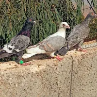 کفتر پشتی دوکت خطی|پرنده|شیراز, تندگویان|دیوار