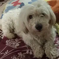 سگ نره دوساله برای نگه جای نگه دارشوندارم|سگ|مشگین شهر, |دیوار