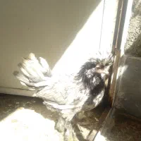 مرغ وخروس رسمی