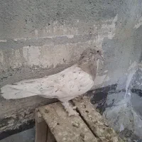 کفتر بهبهانی هول پاپر سرور