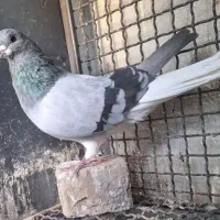 نر دمگیر خرقه