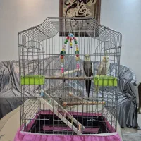 یه جفت عروس هلندی سرحال همراه با قفس و همه لوازم