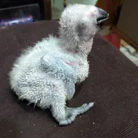 طوطی سنگال و کاسکو