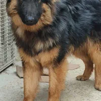 توله ژرمن نر موبلند۸ماهه