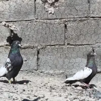 بهبهانی|پرنده|ارژن, |دیوار