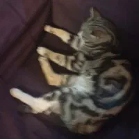 این گربه پیدا شده