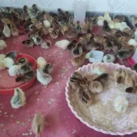 جوجه محلی200عددبایک دستگاه جوجه کشی