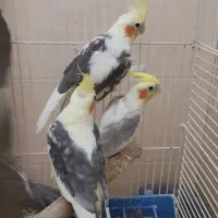 عروس هلندی|پرنده|تهران, بریانک|دیوار