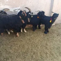 ۵راس چبش نر تخمی|حیوانات مزرعه|مرودشت, تخت جمشید|دیوار