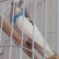 یک مرغ عشق نرماده اش فرارکرده پنج تخم داشت|پرنده|بوکان, |دیوار