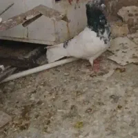 کبوتر کله سبز قدیمی