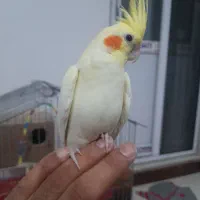 عروس هلندی لوتینو