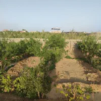 باغ اناری فروشی|فروش زمین و ملک کلنگی|سبزوار, خسروجرد|دیوار