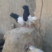 کله سیاه کاکل میخ|پرنده|زهک, |دیوار