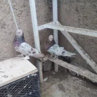 کفتر پشتدار و سرور|پرنده|پاکدشت, پاکدشت (مامازند)|دیوار