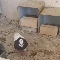 طوق سیاه نرسه برقفل
