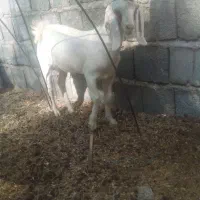 کهره ماده چاق سرحال