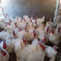حیوانات مزرعه