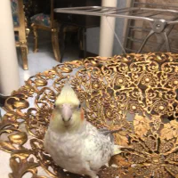 پرنده|پرنده|تهران, پاسداران|دیوار